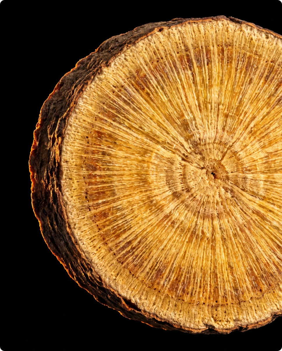Cross-section of licorice root for the foaming toner