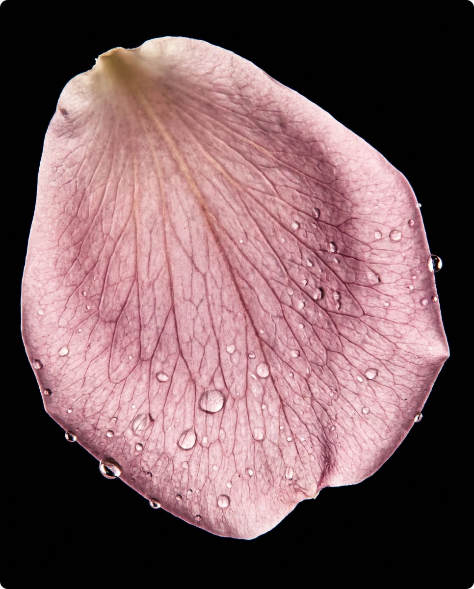 Damask rose petal with water drops for the PDRN mask