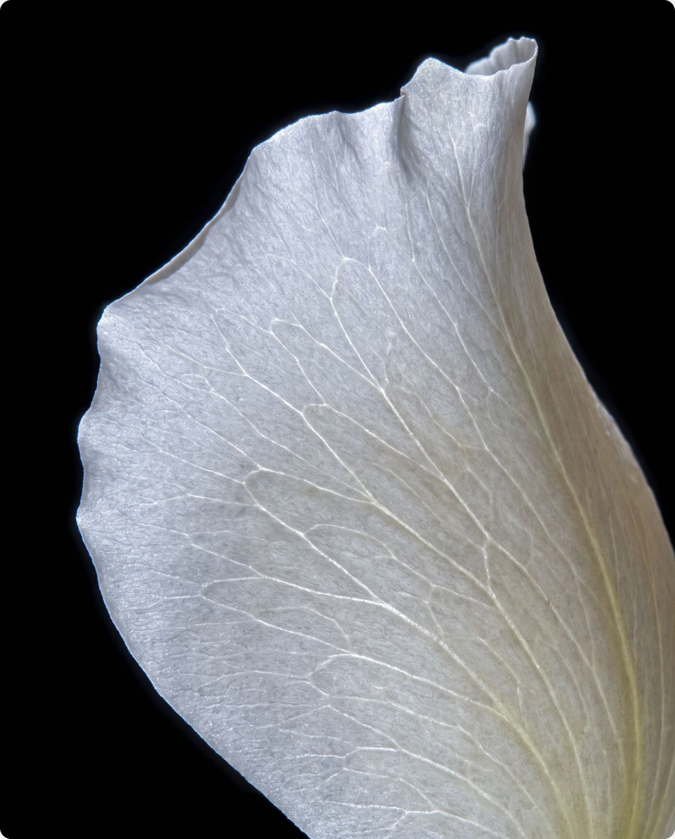 White rose petal for White Bloom